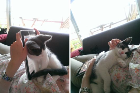 Crazy Animals That Need Your Attention Right Now