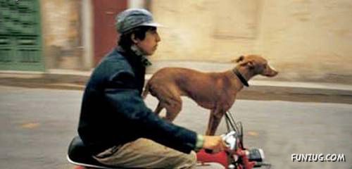 Funny Daredevil Dogs On Bikes