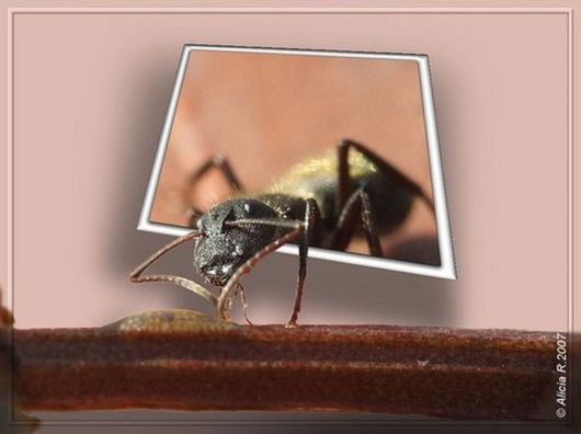 Some Things are Out Of Bounds (Photoshop Work)