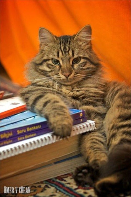 Funny Animals That Are Hungry For Knowledge
