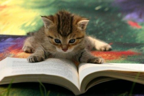 Funny Animals That Are Hungry For Knowledge