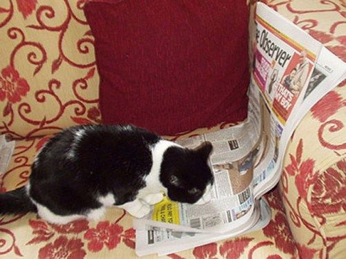 Funny Animals That Are Hungry For Knowledge