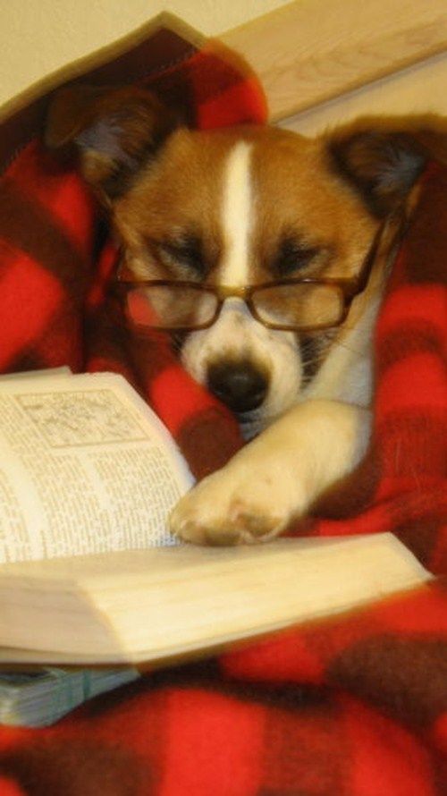 Funny Animals That Are Hungry For Knowledge