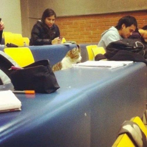 Funny Animals That Are Hungry For Knowledge