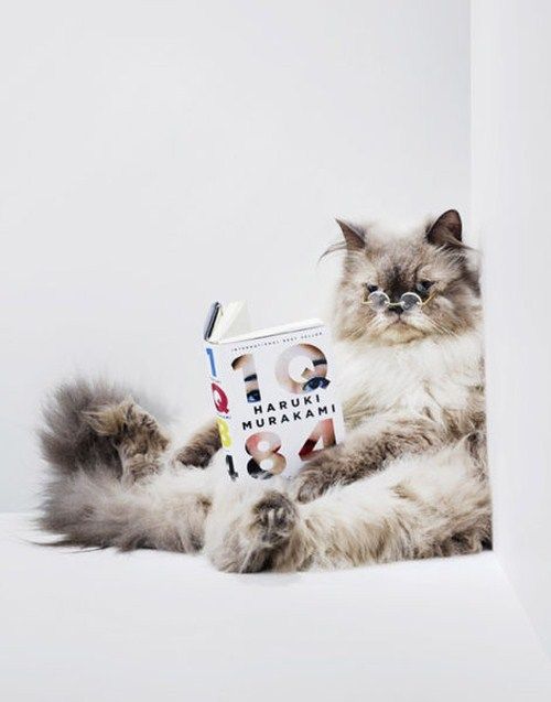 Funny Animals That Are Hungry For Knowledge