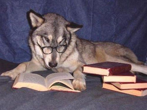 Funny Animals That Are Hungry For Knowledge