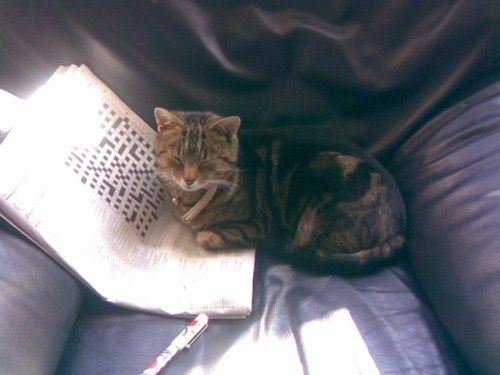 Funny Animals That Are Hungry For Knowledge