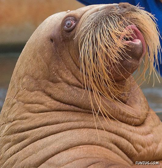 classy Animals With Mustaches