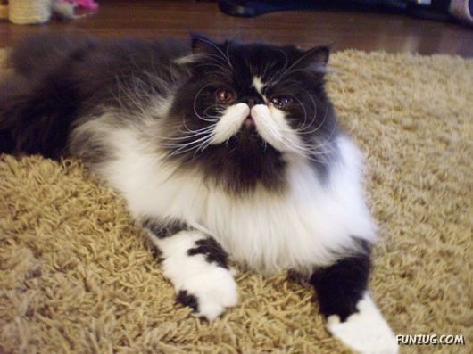 classy Animals With Mustaches