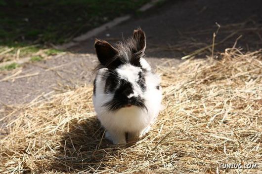 classy Animals With Mustaches