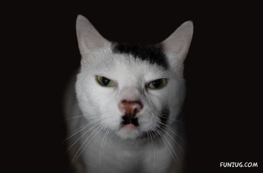 classy Animals With Mustaches