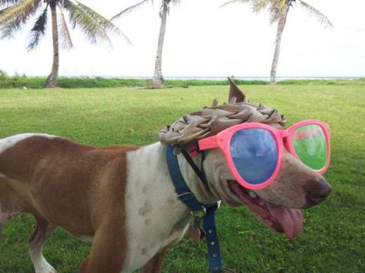 Crazy Fun Pix Of The Day