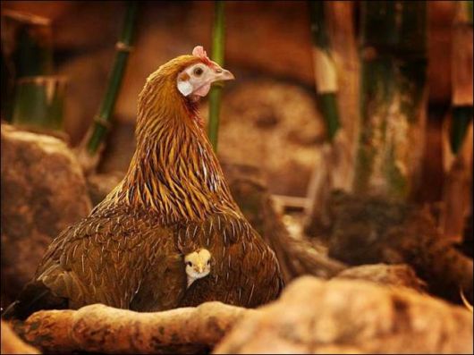 Cutest And Funniest Animals