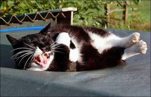 Cutest And Funniest Animals