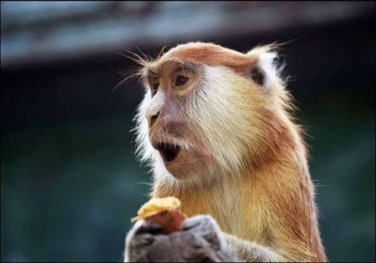 Cutest And Funniest Animals