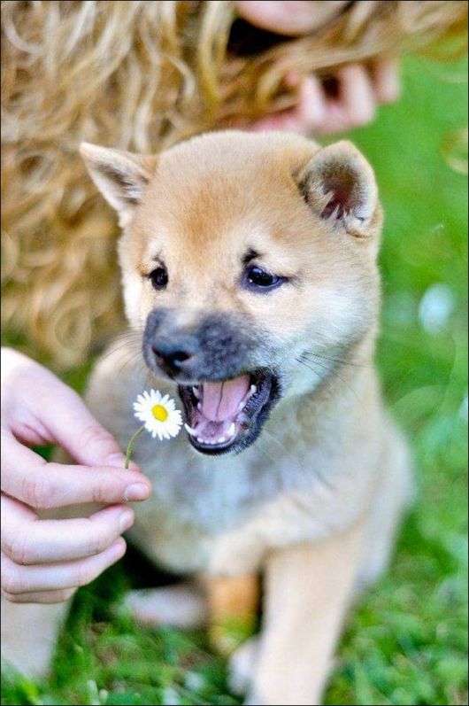 Cutest And Funniest Animals