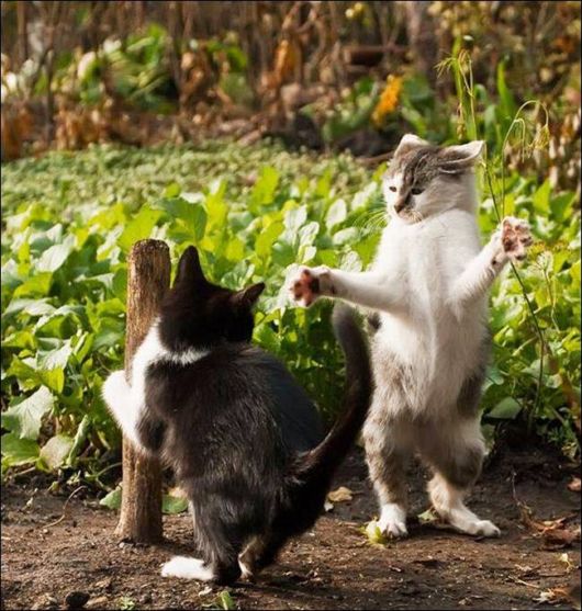 Cutest And Funniest Animals