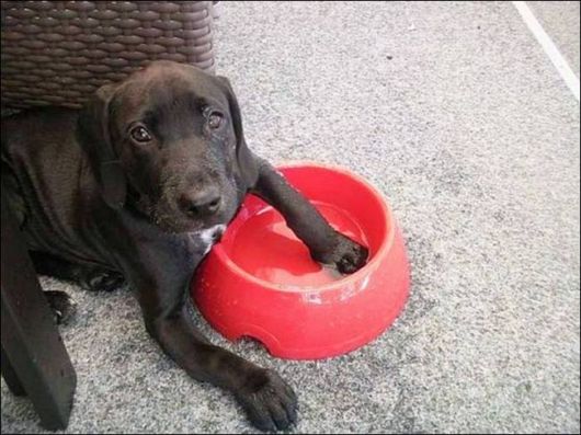 Cutest And Funniest Animals