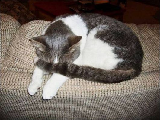 Cutest And Funniest Animals