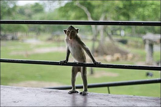 Cutest And Funniest Animals