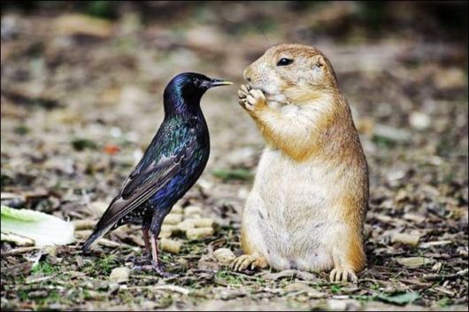 Cutest And Funniest Animals