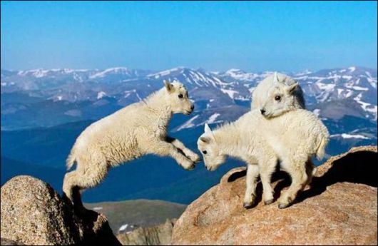 Cutest And Funniest Animals