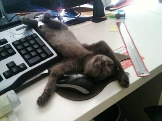 Cutest And Funniest Animals