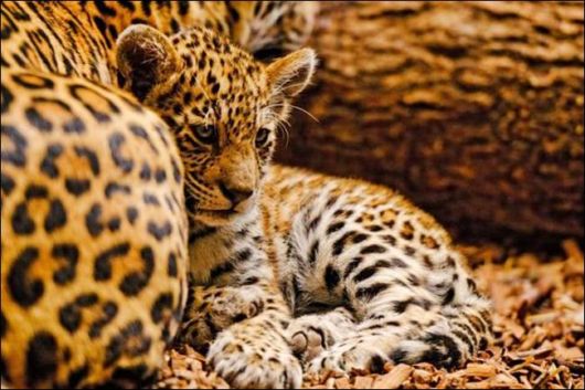 Cutest And Funniest Animals