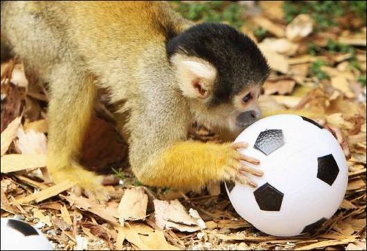 Cutest And Funniest Animals