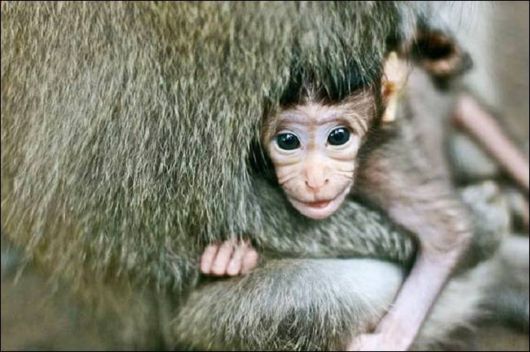 Cutest And Funniest Animals