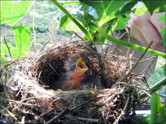 Cutest And Funniest Animals