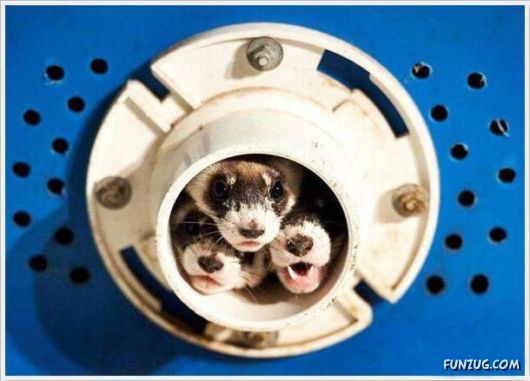 Daily Crazy Funny Pix