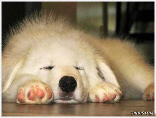 Daily Crazy Funny Pix