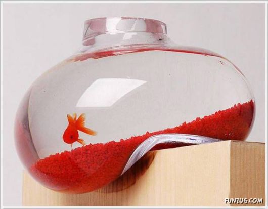 Daily Crazy Funny Pix