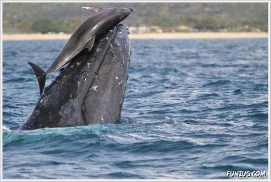 Daily Fun Pictures Dose