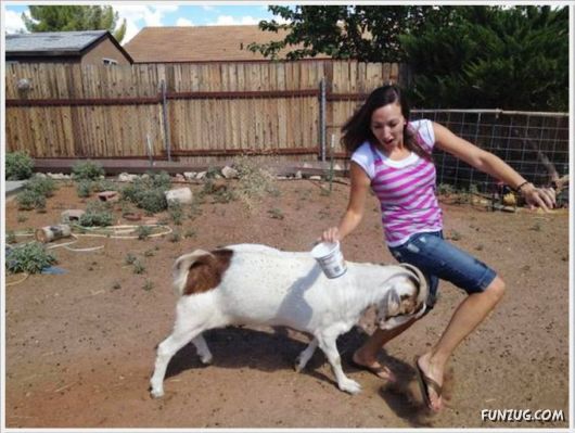 Daily Fun Pictures Dose