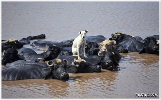 Daily Fun Pictures Dose