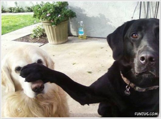 Daily Fun Pictures Dose