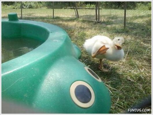 Daily Fun Pictures Dose