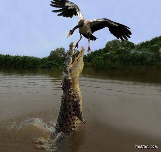 Fun Time With Fun Pictures