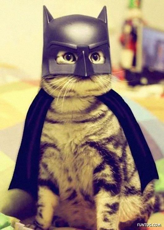 Funny Halloween Costumes For Pets