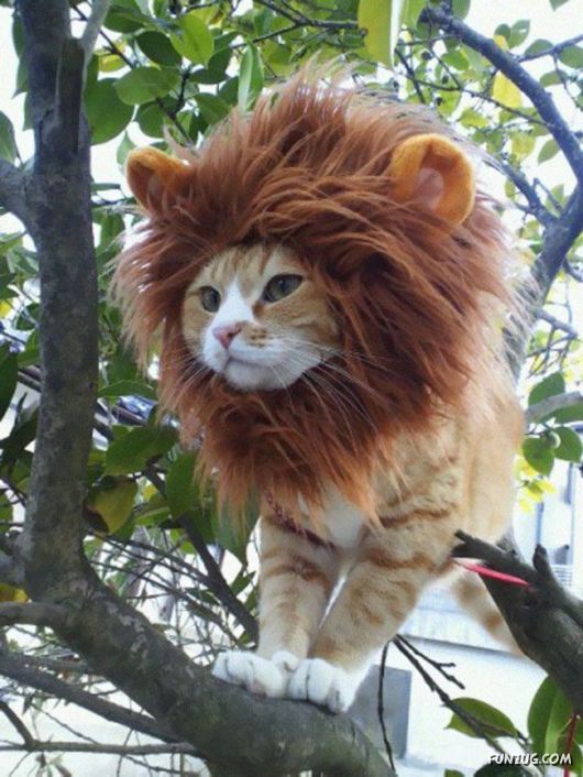 Funny Halloween Costumes For Pets