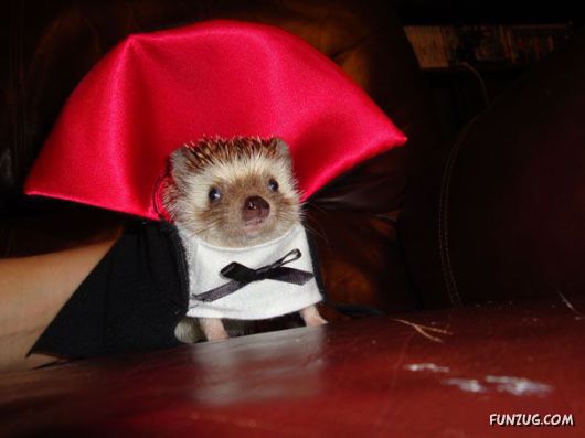 Funny Halloween Costumes For Pets