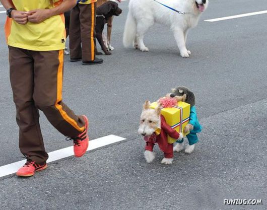 Funny Halloween Costumes For Pets