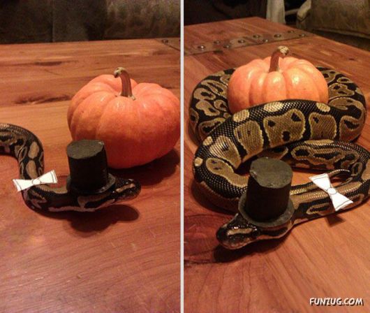 Funny Halloween Costumes For Pets
