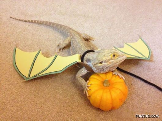 Funny Halloween Costumes For Pets