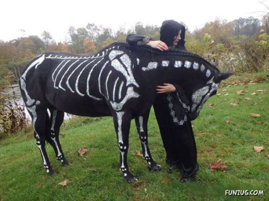 Funny Halloween Costumes For Pets