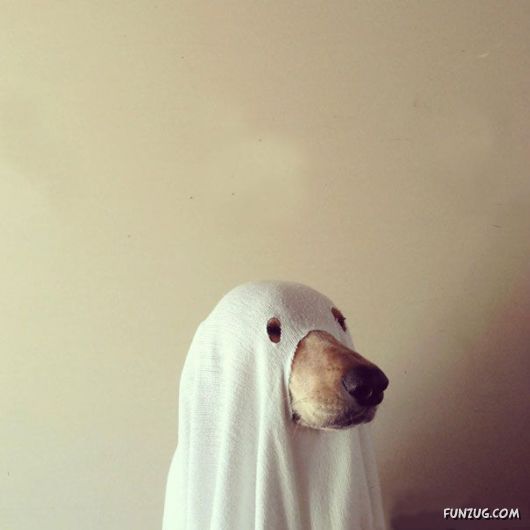 Funny Halloween Costumes For Pets