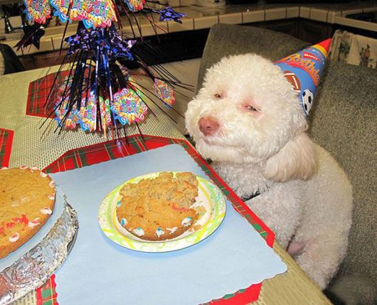 Happiest Animals In The World