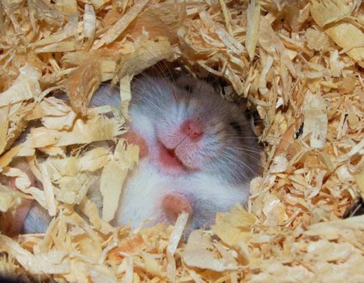 Happiest Animals In The World